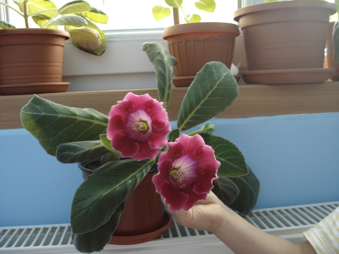 gloxenie grena - 25.04.2010 - flori - gloxenii inflorite 2010