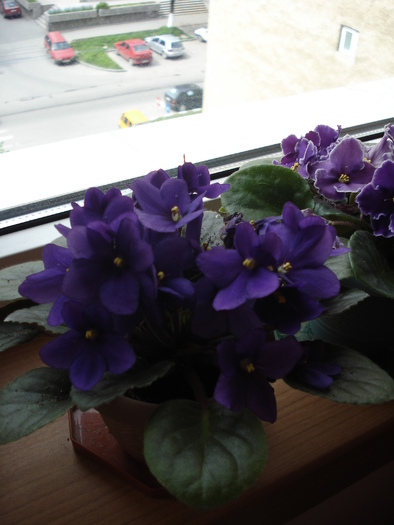 25.04.2010 - flori - violete albastre 2010