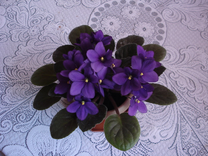 25.04.2010 - flori - violete albastre 2010