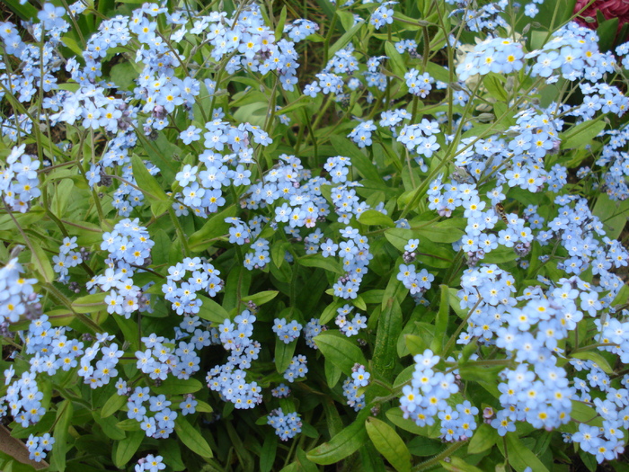 Myosotis alpestris (2010, April 25)