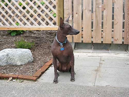 peruvian dog - Peruvian Dog