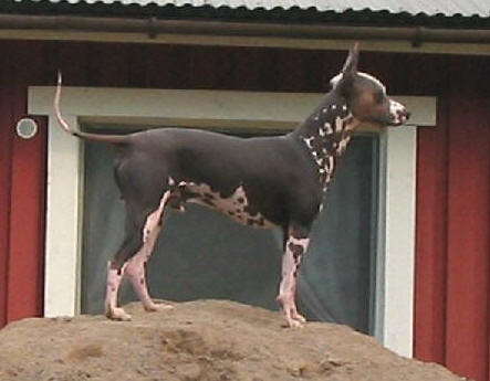 peruvian dog - Peruvian Dog