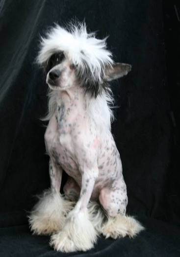 Crested Chinese - Crested Chinese