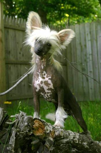 Crested Chinese - Crested Chinese