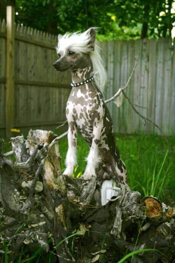 Crested Chinese - Crested Chinese