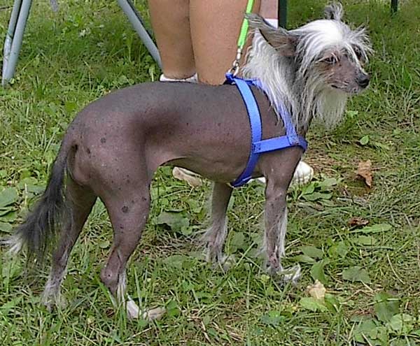 Crested Chinese - Crested Chinese