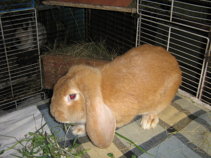 mascul - iepuri aprilie2010