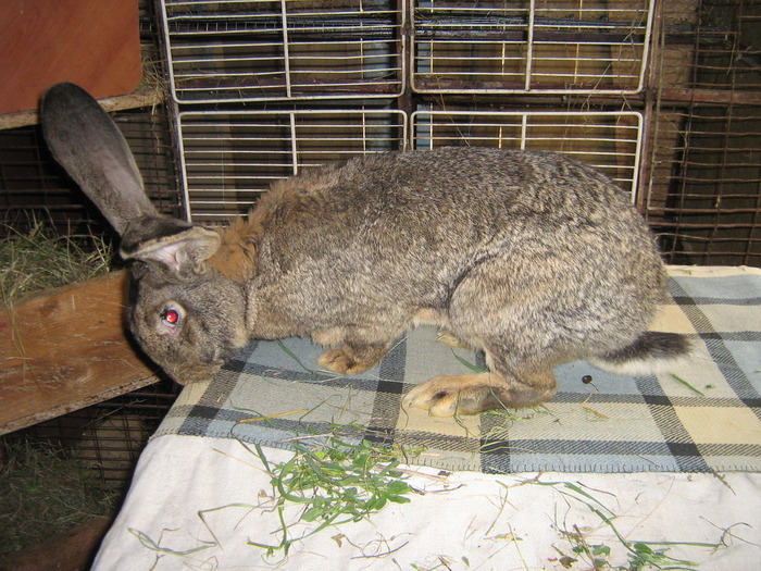 femela - iepuri aprilie2010