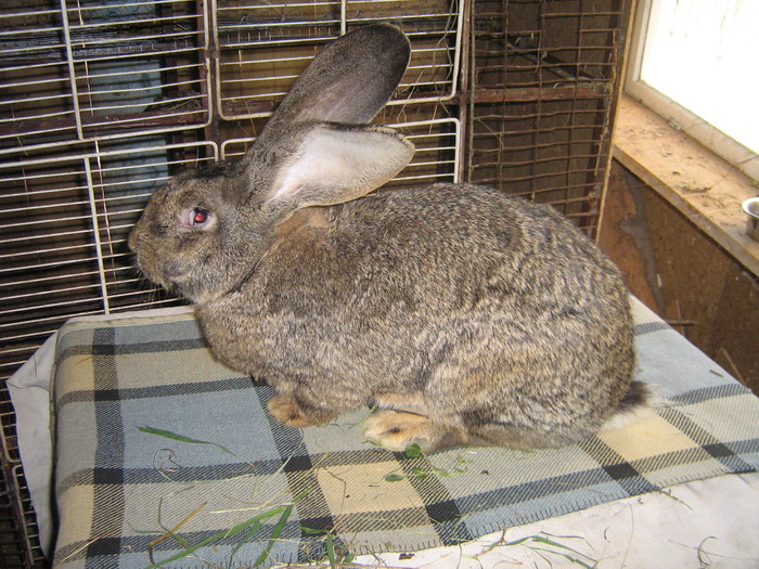 femela - iepuri aprilie2010