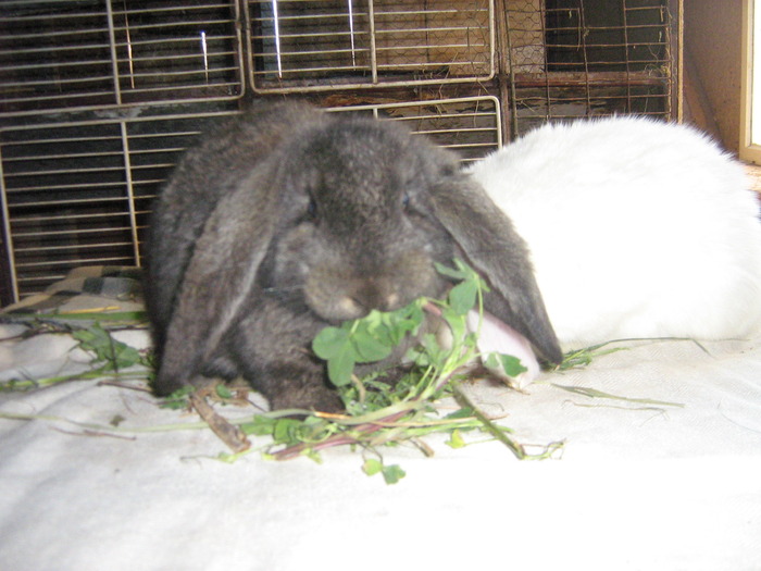 Picture 038; femele selectate
