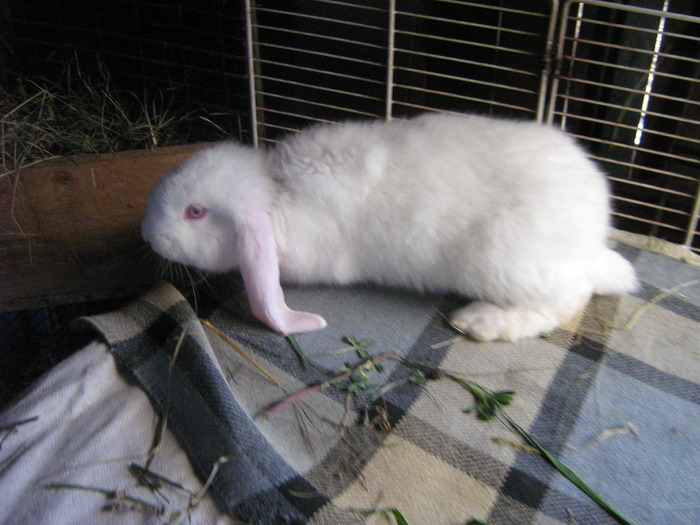 mascul 2 luni; mascul 2 luni
