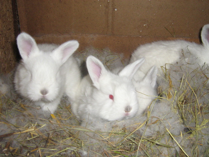 iepurasi 3 sapt; iepurasi 3 saptamani
