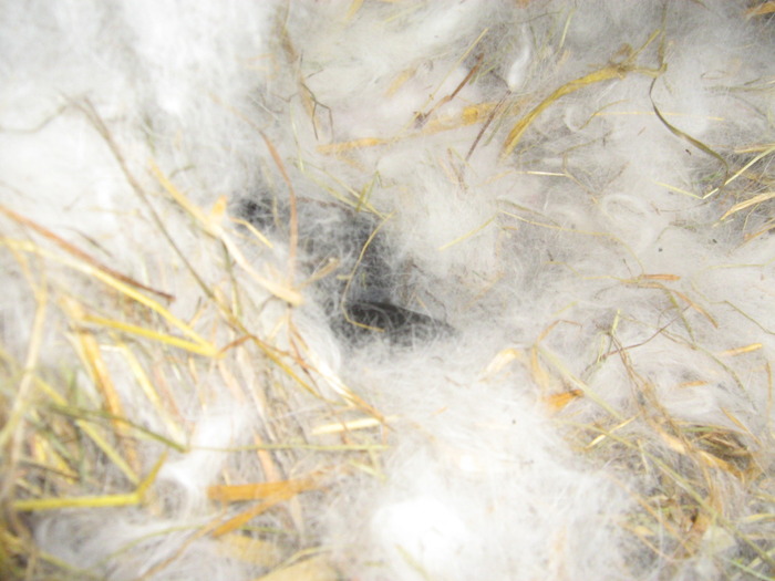 Picture 059; cuib 1 saptamana
