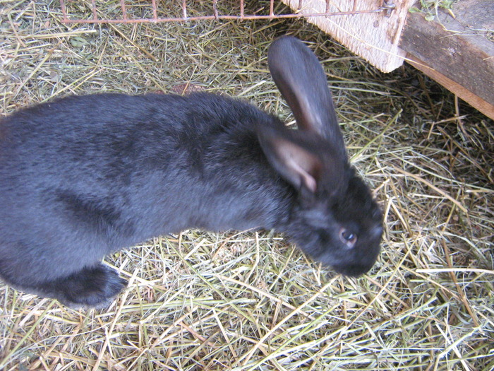 mascul 2,5 luni; mascul
