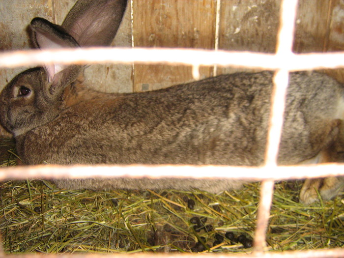 femela gestanta - iepuri aprilie2010