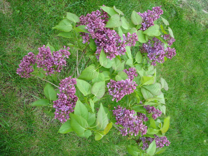 Lilac Ruhm von Horstenstein (`10,Apr.24)