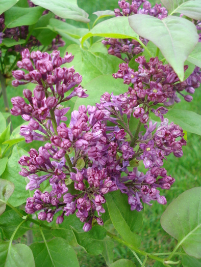 Lilac Ruhm von Horstenstein (`10,Apr.24)