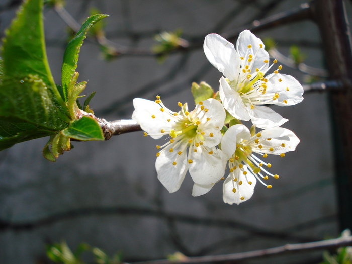 visin 24042010 - Fructiferi