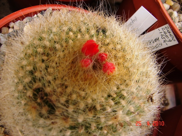 DSC07791 - Cactusi Aprilie