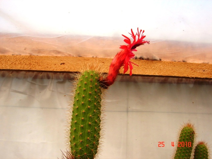 DSC07792 - Cactusi Aprilie