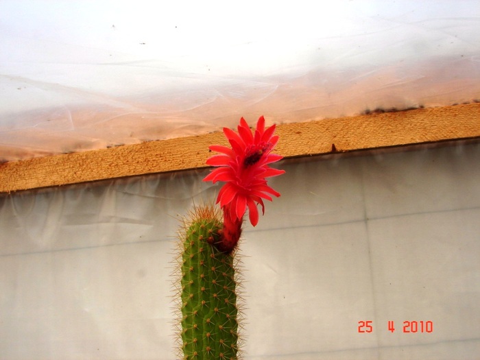 DSC07793 - Cactusi Aprilie