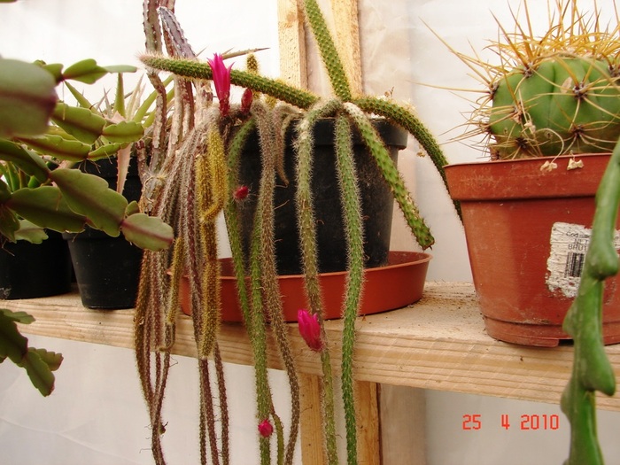 DSC07795 - Cactusi Aprilie