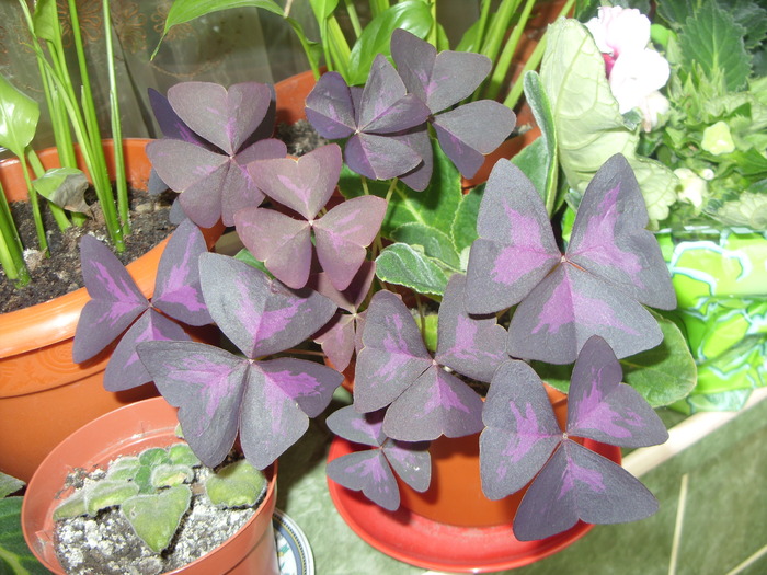 oxalis - FLORI 2010