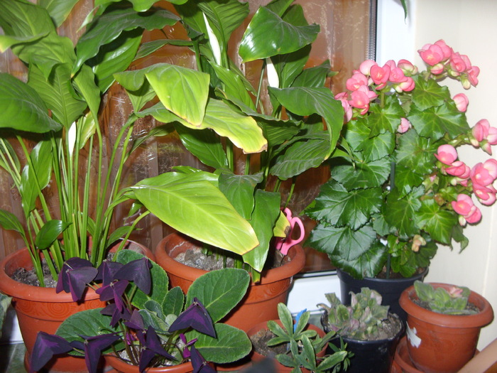 crini,oxalis,begonii,pasi