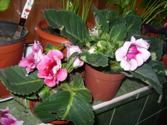 gloxinica