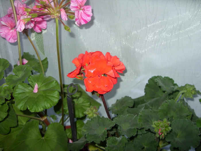 MUSCATE DREPTE - FLORI 2010