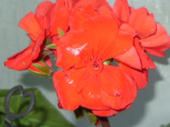 muscata rosie-primita de ziua mea - FLORI 2010