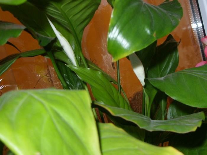 boboci de crinul pacii