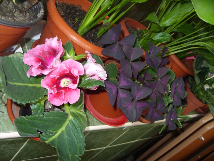 gloxi si oxalis - FLORI 2010