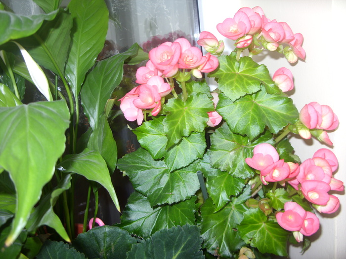 begonie - FLORI 2010
