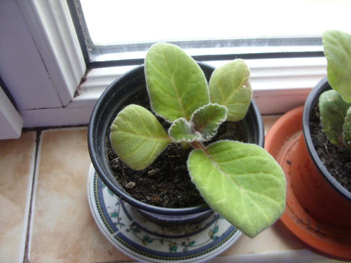 SDC12550 - FLORI 2010