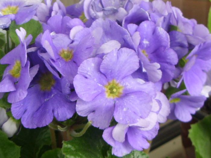 PRIMULA