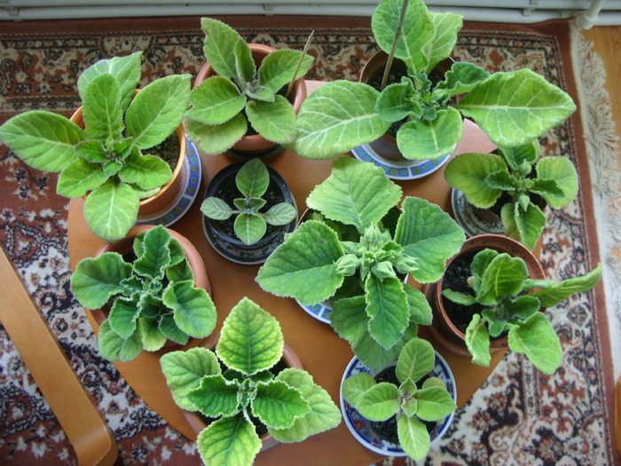 colectia mea de gloxi