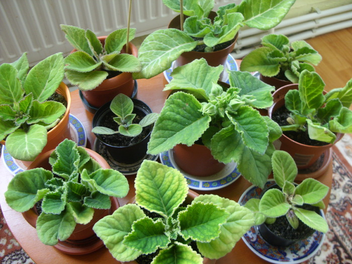 gloxi de diferite culori