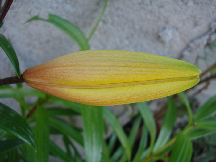 Yellow Asiatic lily, 21apr2010