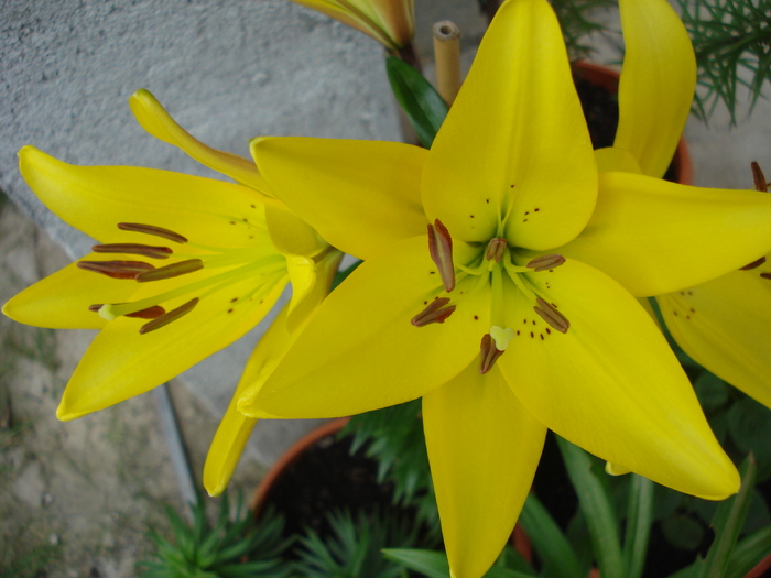 Yellow Asiatic lily, 25apr2010