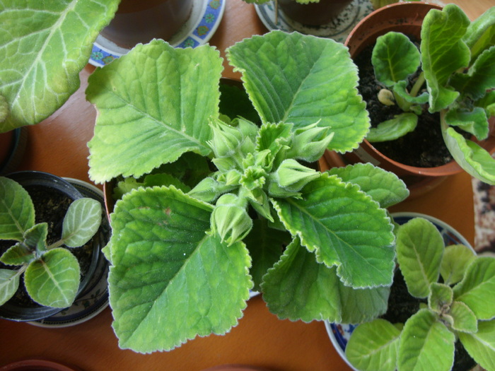 bobocei de gloxi mov dubla