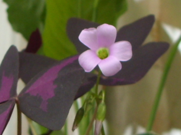 oxalis inflorit