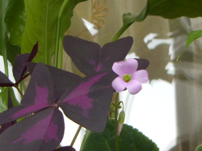oxalis si floare