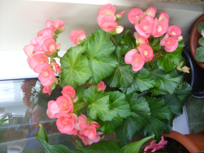 begonie roz