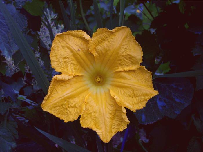 floare de dovleac. - 2009 flori