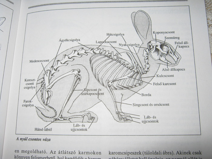 scheletul iepurelui - citeva poze