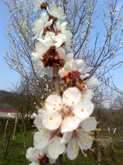 Flori de cais - Florile pomilor fructiferi