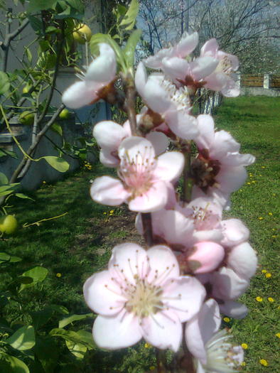 Flori de piersic - Florile pomilor fructiferi
