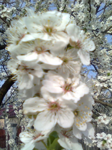 Flori de corcodus - Florile pomilor fructiferi