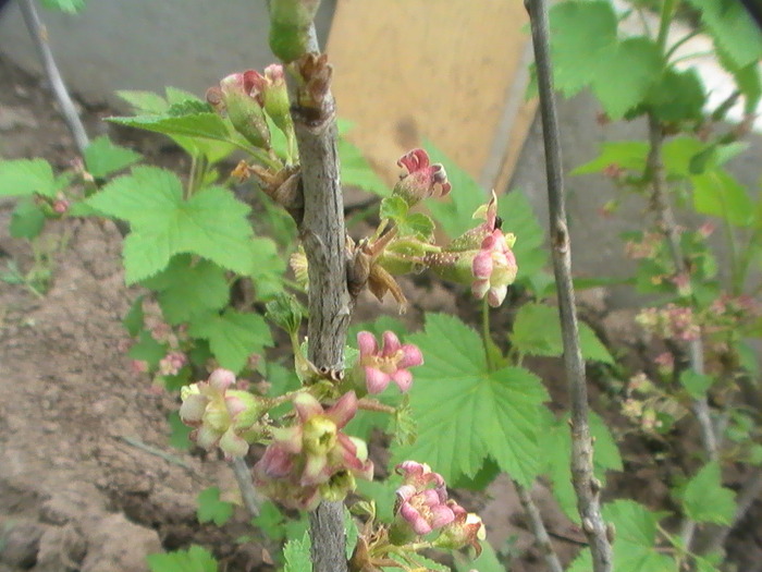 coacaz; coacaz
